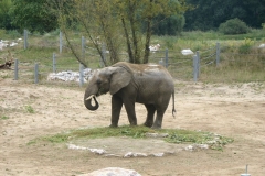 Poznańskie Zoo